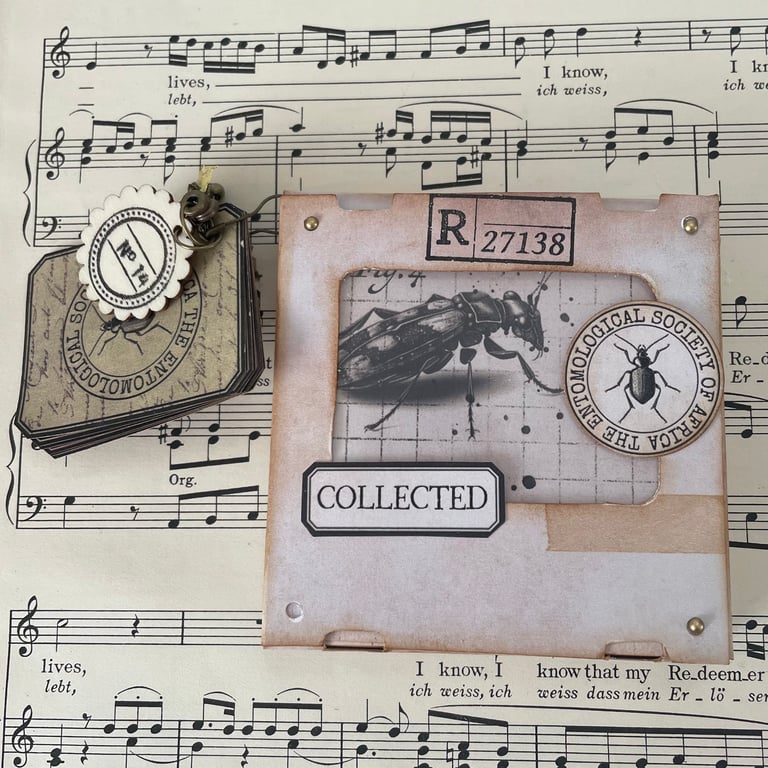 Curiosities - Specimen Slide Box - Entomology by Carolee Crafts PB3 - 0017