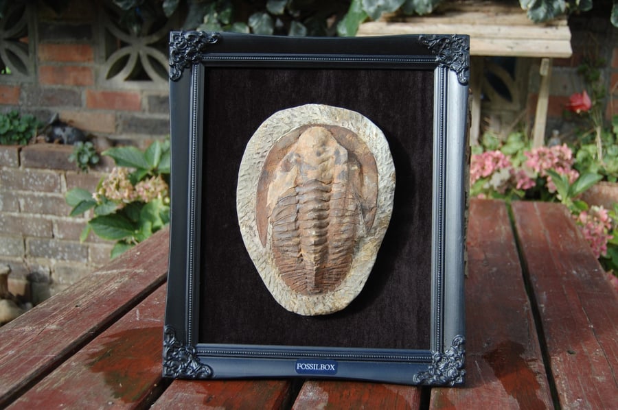 Large framed Morrocan Trilobite