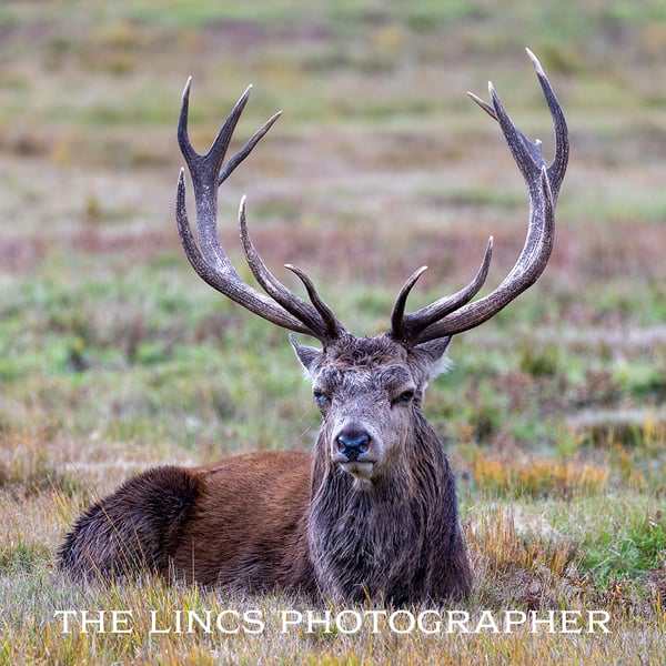 Red Deer Stag print (Limited edition of 10)