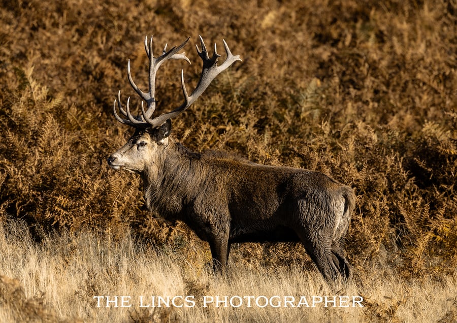 Red Stag print (Limited edition of 10)