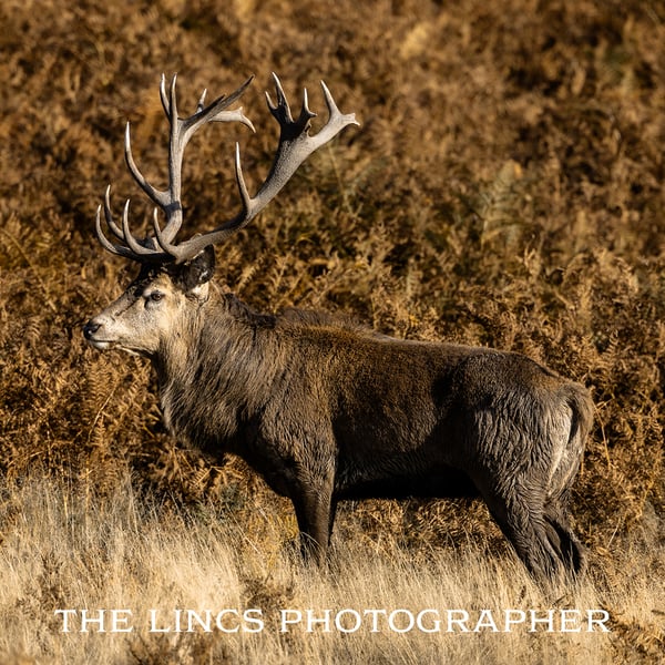 Red Stag print (Limited edition of 10)
