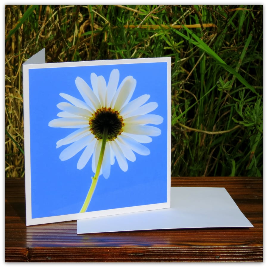 Daisy, a bee's eye view.  A photographic card left blank for your own message.