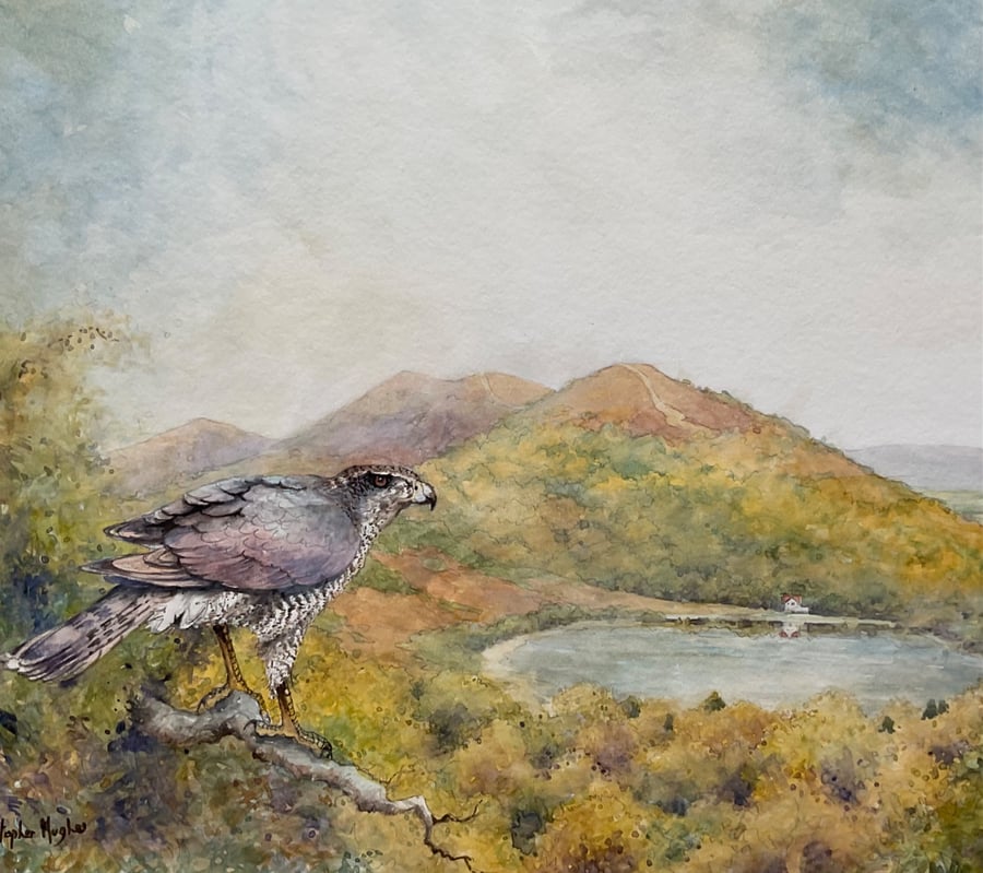 Malvern Sparrowhawk. Framed Original Watercolour by Christopher Hughes 