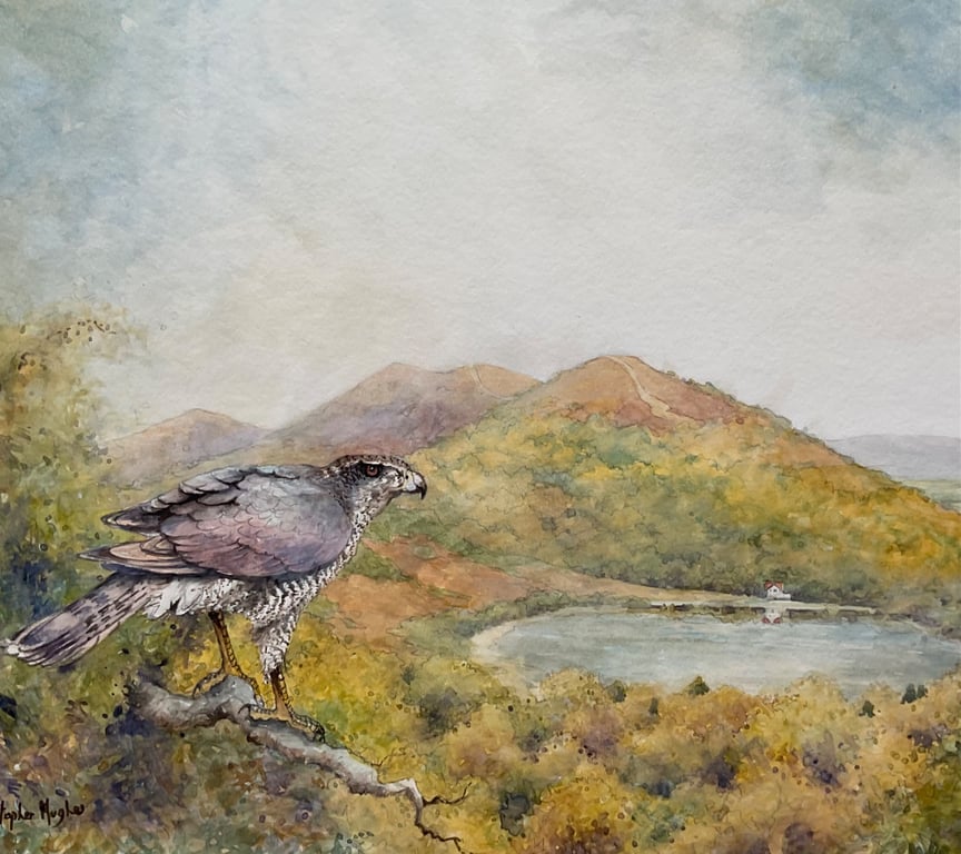 Malvern Sparrowhawk. Framed Original Watercolour by Christopher Hughes 