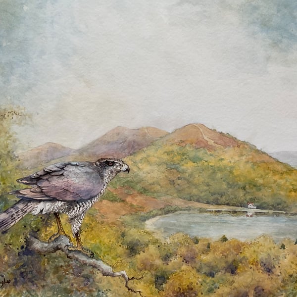Malvern Sparrowhawk. Framed Original Watercolour by Christopher Hughes 