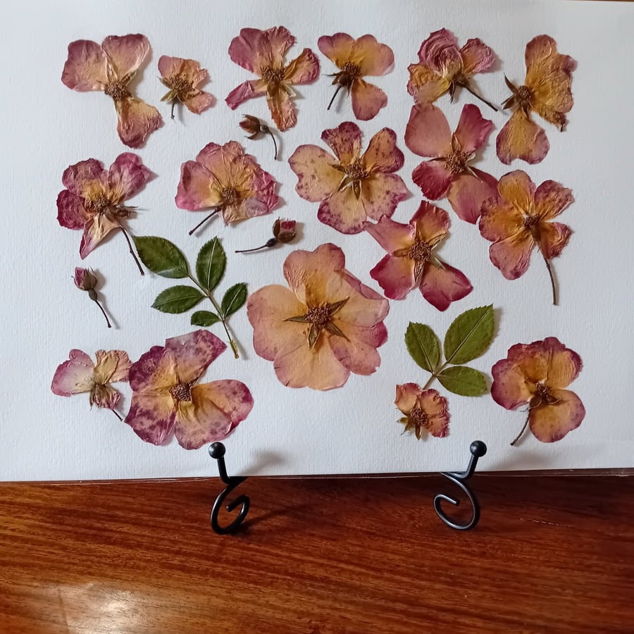 Pink Roses. Handmade Pressed Flowers. Original Design. Unframed A4 size.