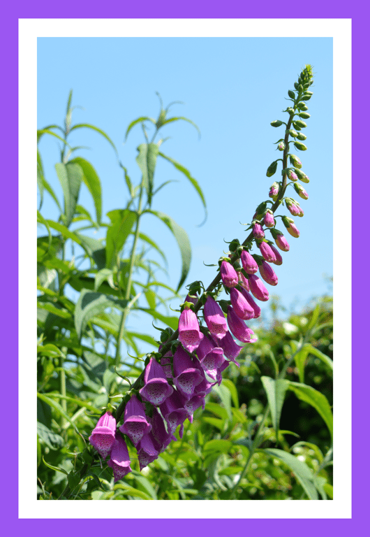 A5 Greeting Card Foxglove 