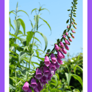 A5 Greeting Card Foxglove 