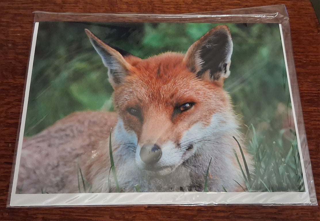 PACK OF 8 ANIMAL BLANK GREETING CARDS