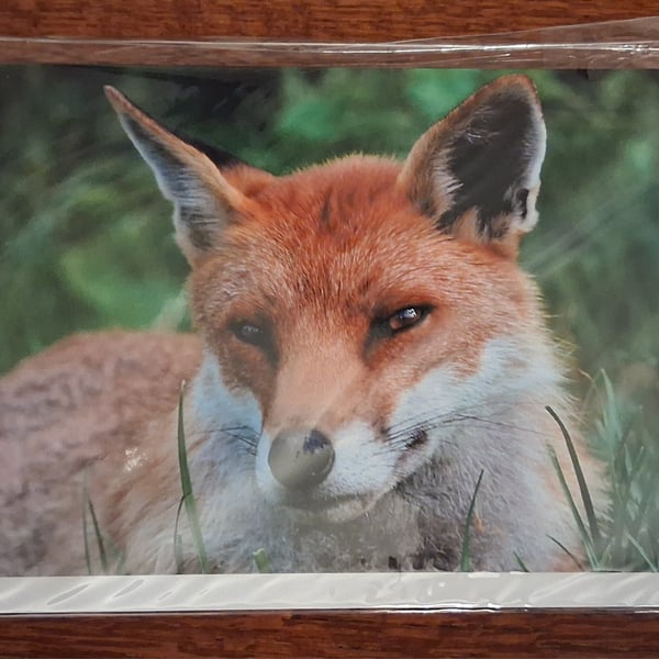 PACK OF 8 ANIMAL BLANK GREETING CARDS