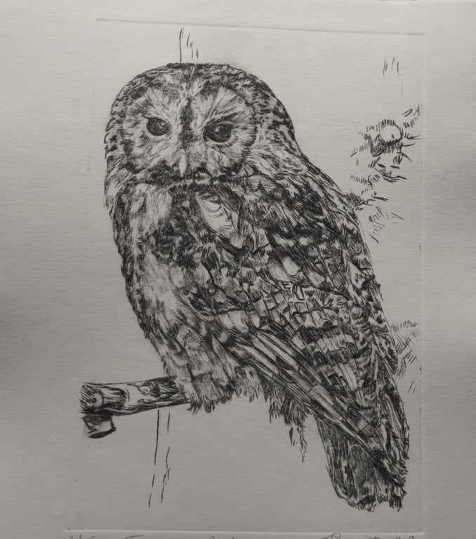 Limited edition Tawny owl hand printed drypoint etching