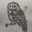 Limited edition Tawny owl hand printed drypoint etching