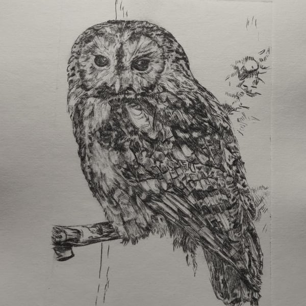 Limited edition Tawny owl hand printed drypoint etching