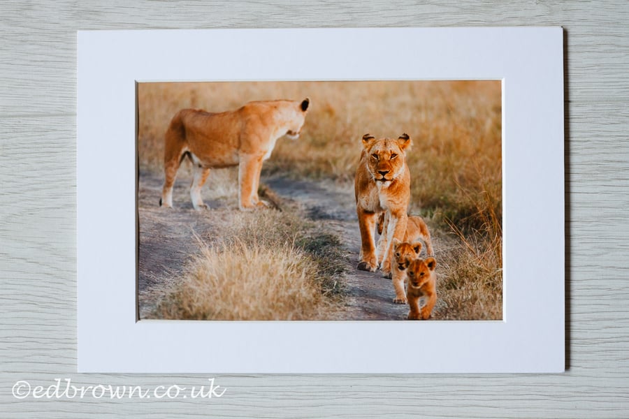 Lioness & cubs, Kenya photographic print