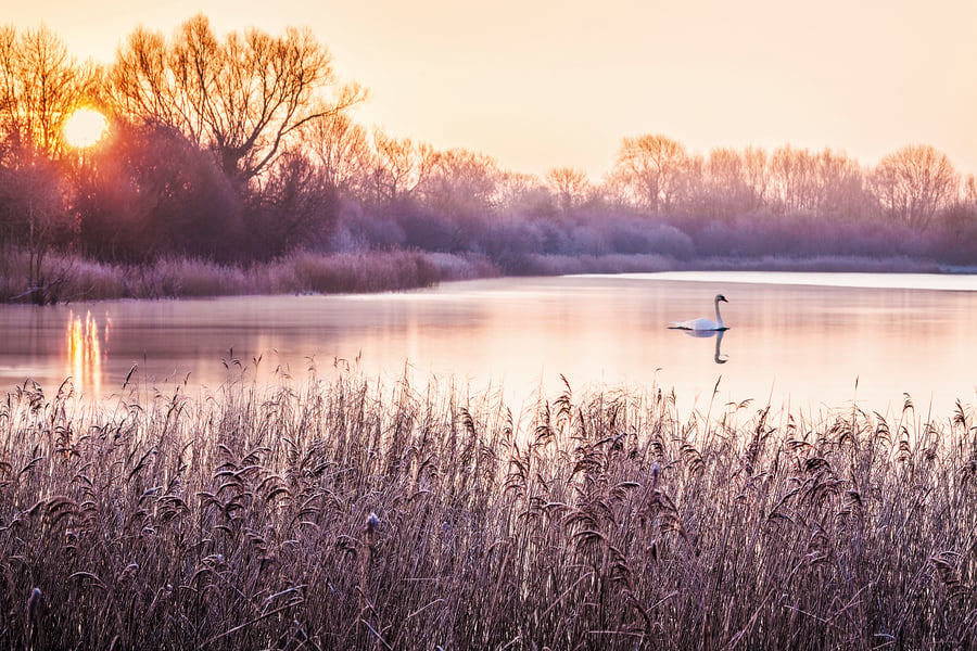 Frosty Sunrise swan lake frost winter wintry dawn Cotswolds Gloucestershire
