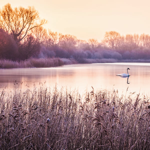 Frosty Sunrise swan lake frost winter wintry dawn Cotswolds Gloucestershire