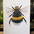 White-Tailed Bumblebee Painting