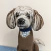 Chinese Crested 