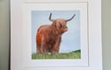 Mounted Prints