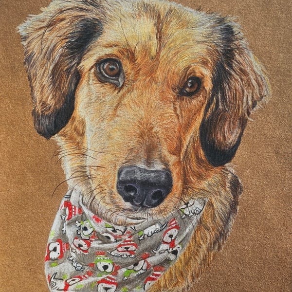 pet portrait drawing