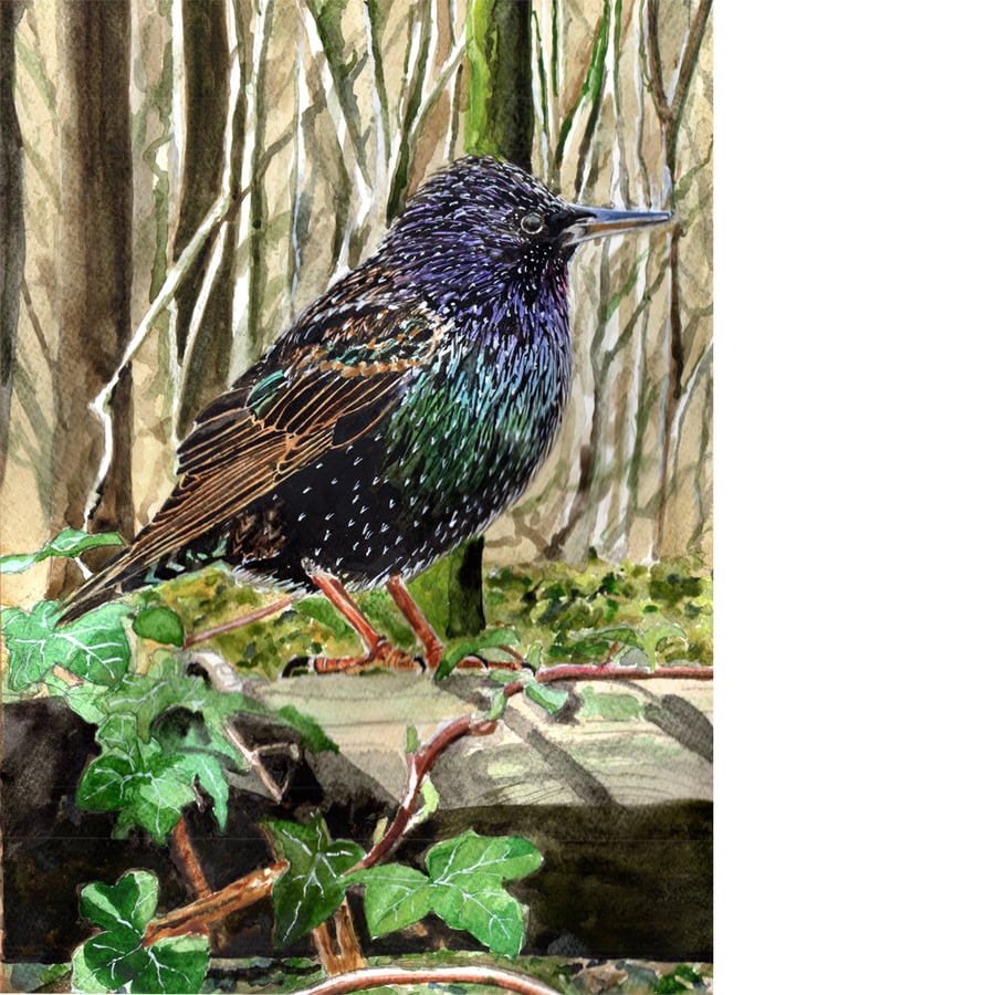 Starling. Original watercolour.