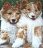 Lovely Corgi pups waiting for some fun cushion  - Image 3