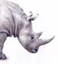 Greetings Card - Blank - Rhino - Image 3