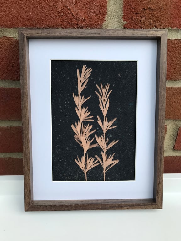 Original Art, Rosemary, a Tea-Toned Cyanotype Photogram