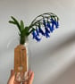 Paper bluebells  - Image 3
