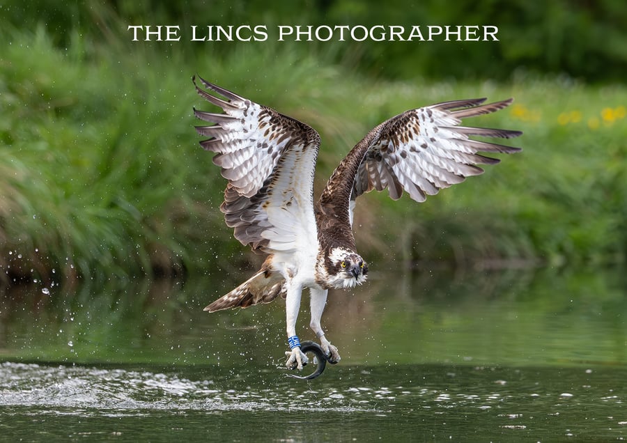 Osprey in flight with trout print (Limited edition of 10)