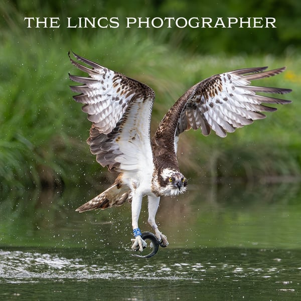 Osprey in flight with trout print (Limited edition of 10)