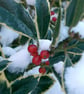 Snowy Holly Photo Greetings Card, Christmas Card, Yule Card - Image 2