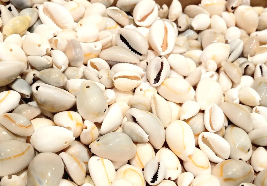 Cowery shells, unbleached, bleached, holes or non holes,,