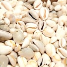 Cowery shells, unbleached, bleached, holes or non holes,,