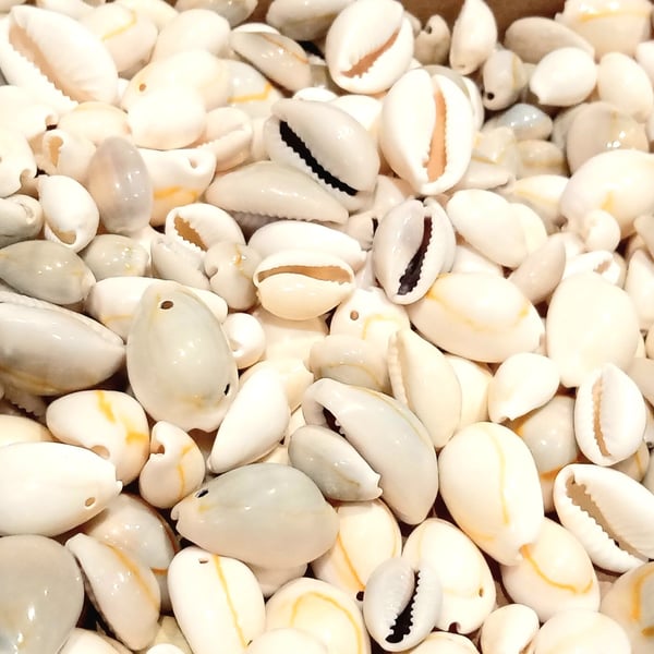 Cowery shells, unbleached, bleached, holes or non holes,,