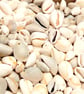 Cowery shells, unbleached, bleached, holes or non holes,,