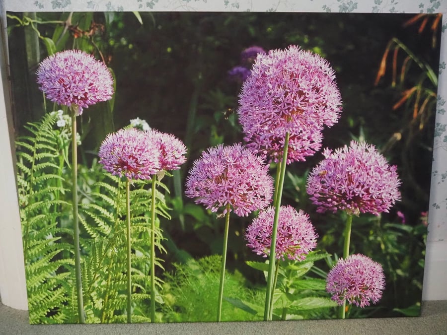 Purple Alliums Canvas Print