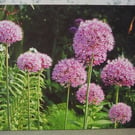 Purple Alliums Canvas Print