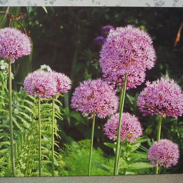 Purple Alliums Canvas Print