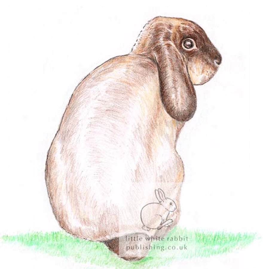 William the Rabbit - Blank Card