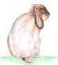 William the Rabbit - Blank Card - Image 1