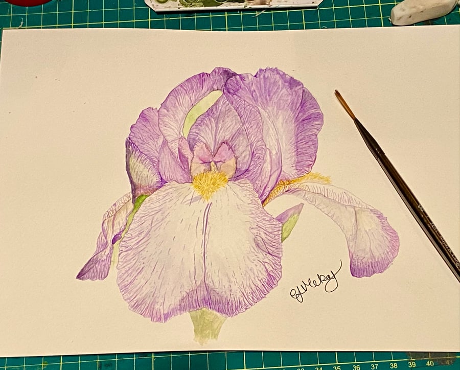 Watercolour iris painting 