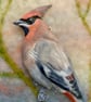 Perfectly Imperfect Waxwing Bird  - Image 4