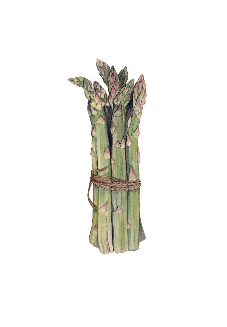 Asparagus mounted print