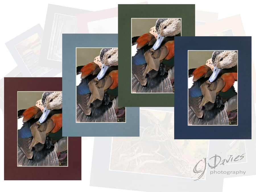 CJ002 - Ringed Teal preening