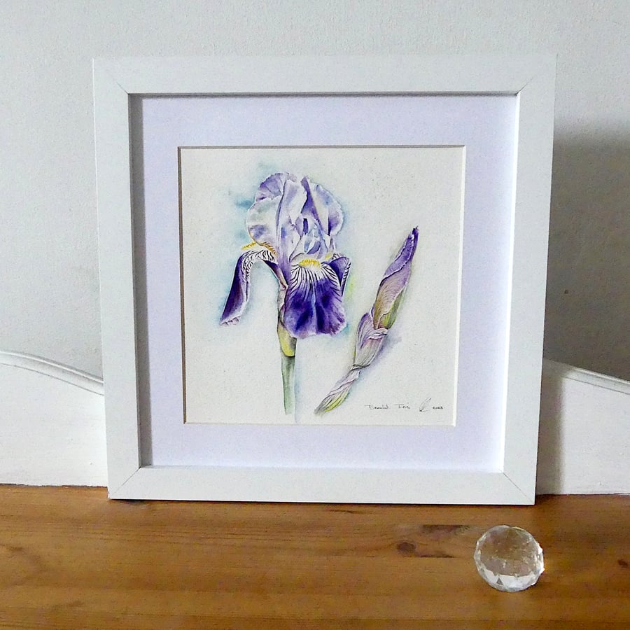 Framed Botanical Iris Flower Watercolour Original Painting