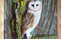 Owls