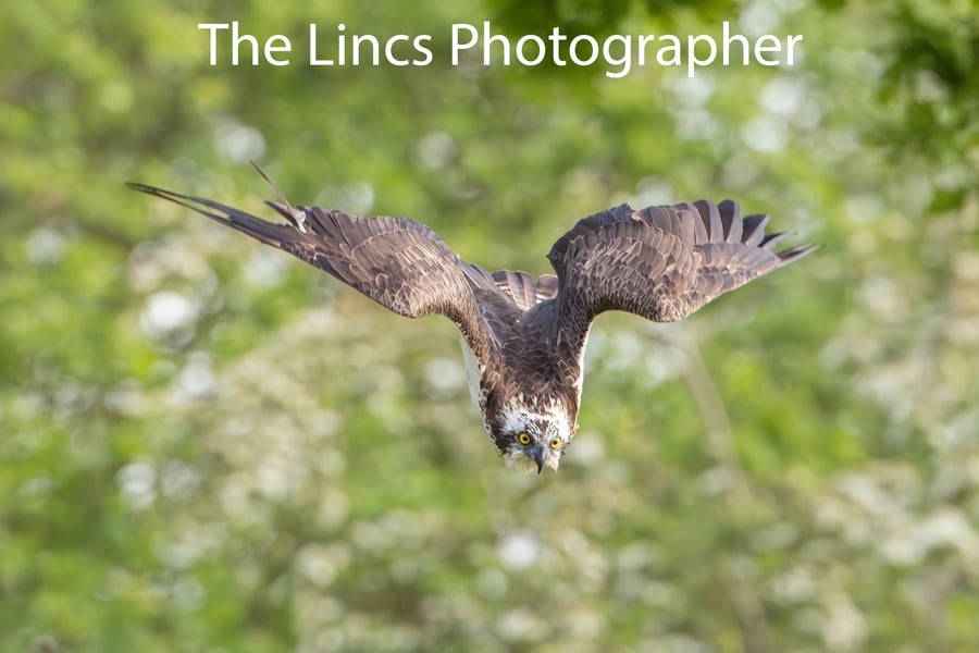 Osprey in flight print (Limited edition of 10)