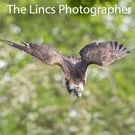 Osprey in flight print (Limited edition of 10)