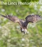 Osprey in flight print (Limited edition of 10)
